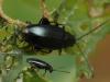Phyllotreta sp.